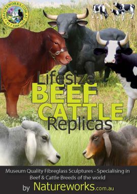 Beef Cattle Replicas